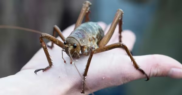 Weta breeding work at Butterfly Creek and Auckland Zoo has helped safeguard a species once left with only one remnant population.
