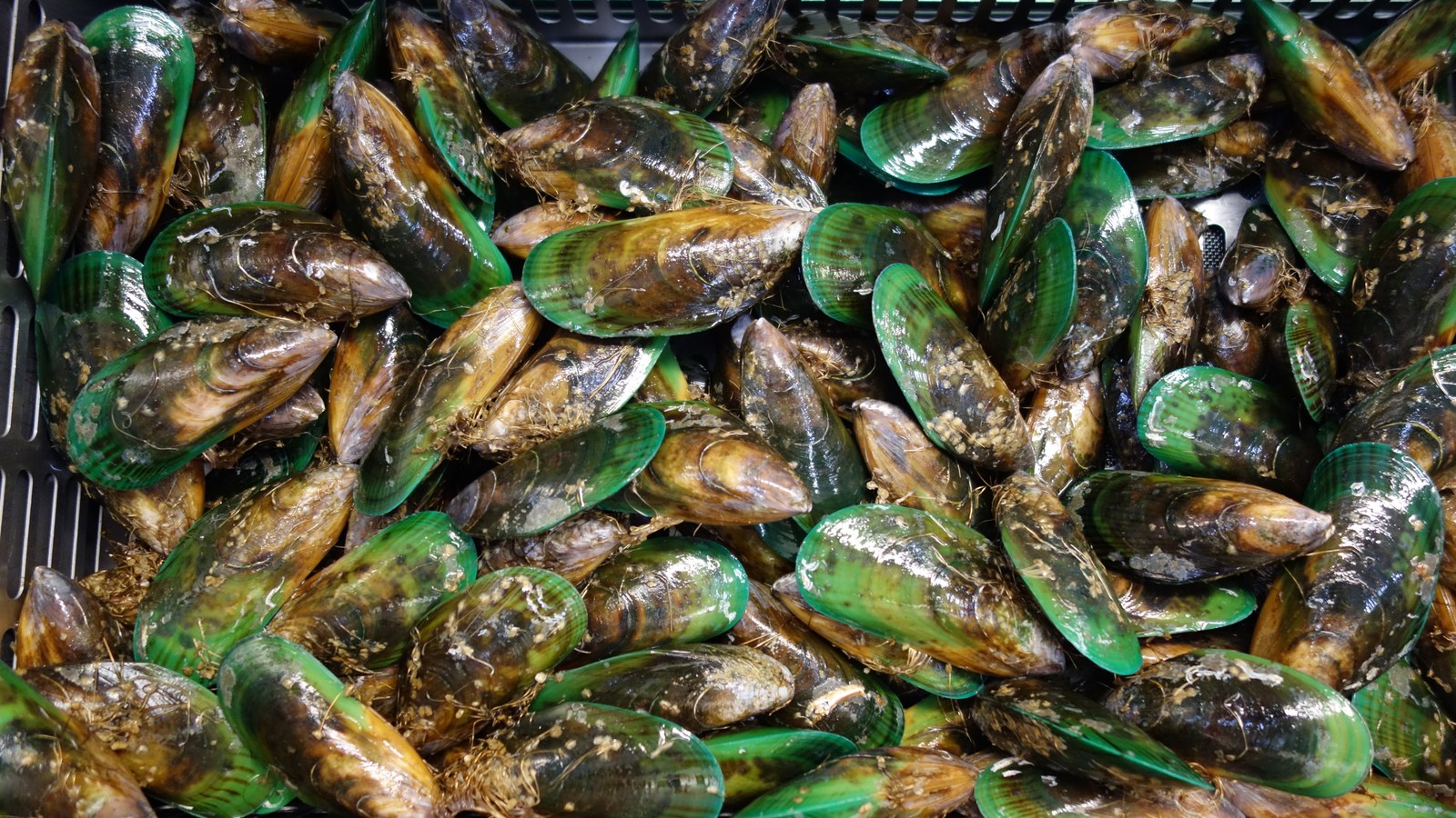 Temporary shellfish closures in the Hauraki Gulf are aimed at giving pressured cockle, mussel, pipi and pāua beds time to recover.