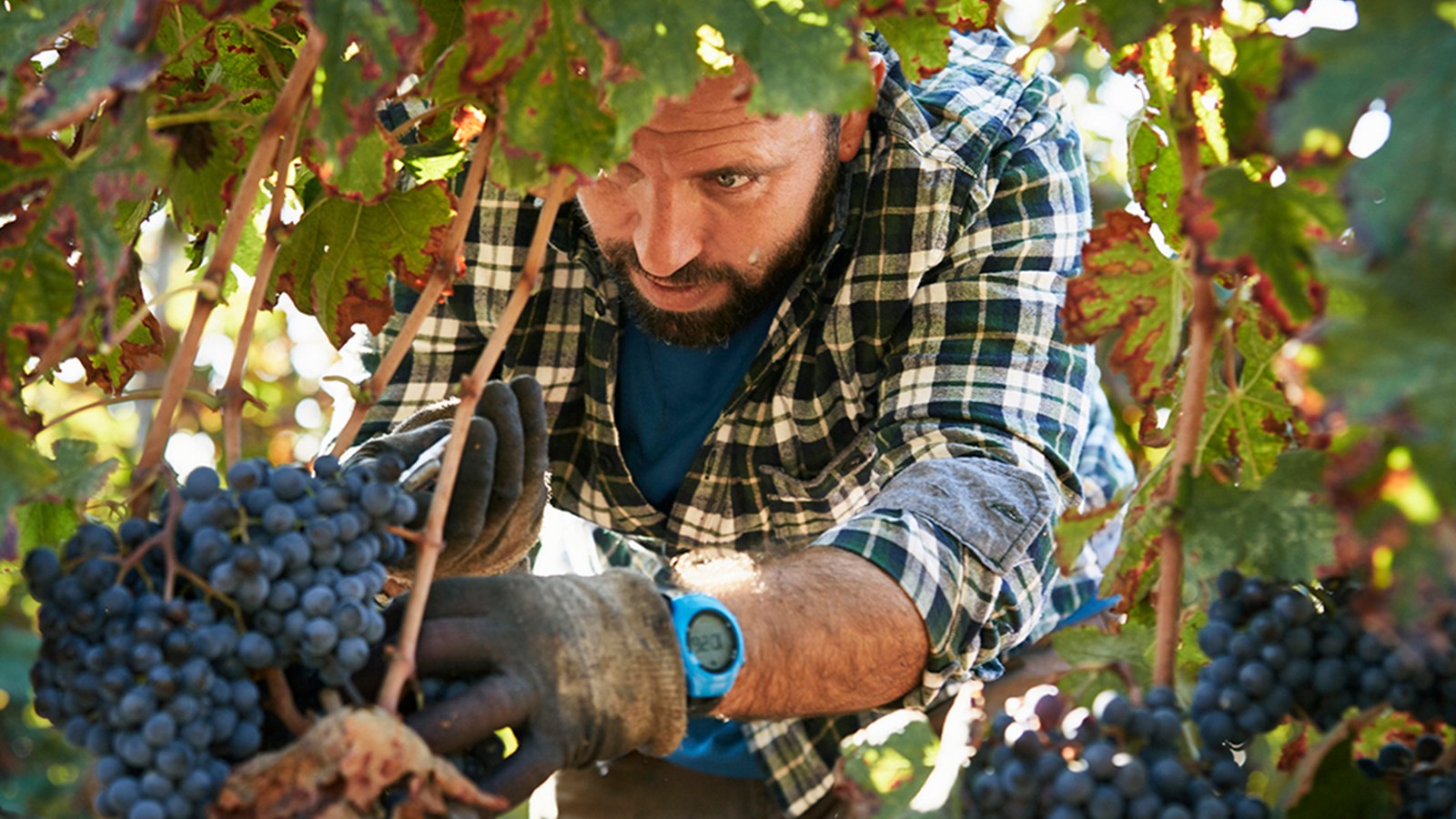 Vine and wine research will be in focus at the 47th World Congress of Vine and Wine.